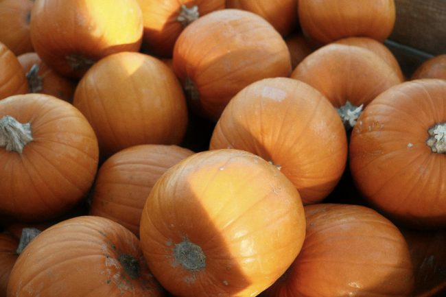 Close-up photo of a pile of fresh orange pumpkins, ideal for fall themes.